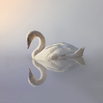 Panel ptak łabędź wb2