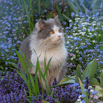 Panel kot na łące, niezapominajki wk195