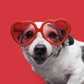 Panel pies w okularach wd76