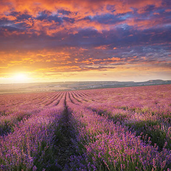 Panel kwiaty pola lawendy wr97