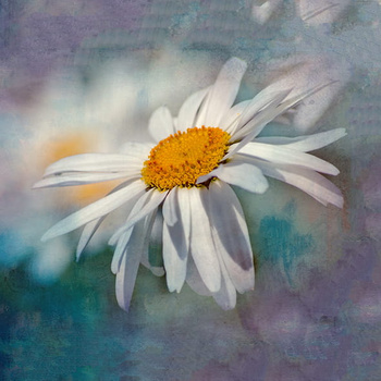 Panel kwiat rumianku W951