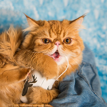 Panel kot święta wx208