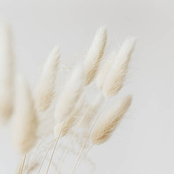 Panel suszona trawa ozdobna bunny tail wr81