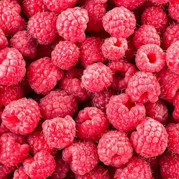 Panel owoce maliny W981