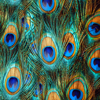 Panel pawie pióra wb23