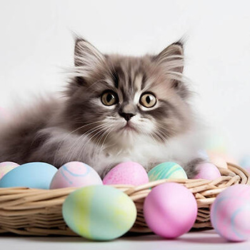 Panel kocia wielkanoc wlk06