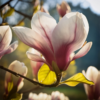 Panel kwitnąca magnolia wr273