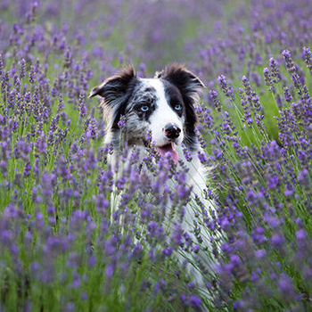 Panel pies Border collie na lawendowym polu wd121