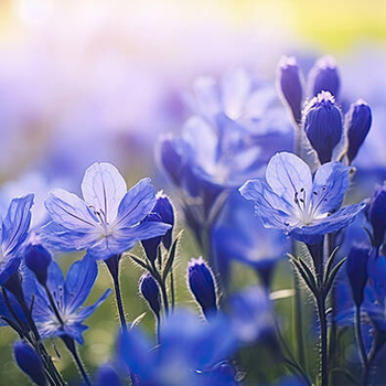 Panel błękitne polne kwiaty wr80