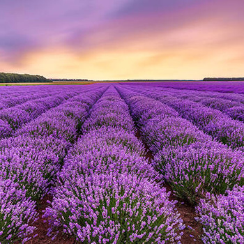 Panel kwiaty pola lawendy wr92