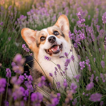Panel pies Corgi na lawendowym polu wd125