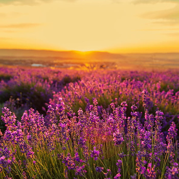 Panel lawendowe pole W932