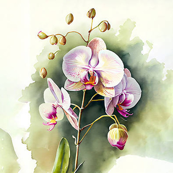 Panel storczyk, orchidea wr49