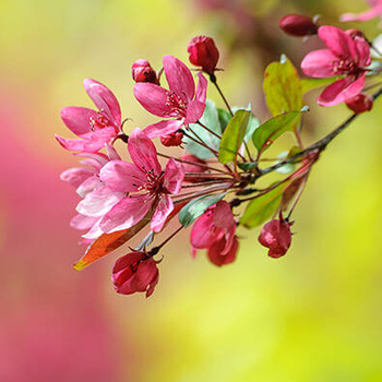 Panel kwiaty rajskiej jabłoni wr83