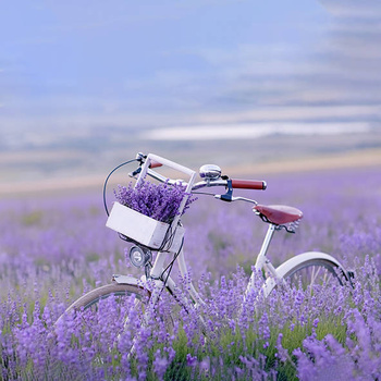 Panel rower na polu lawendy wr30