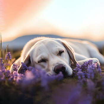 Panel pies Labrador retriever śpiący na łące wd134