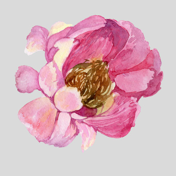 Panel kwiaty piwonie W900