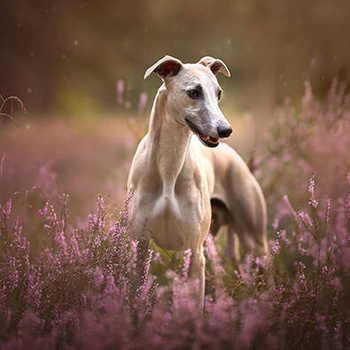 Panel pies Chart we wrzosach wd132