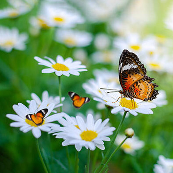 Panel polne kwiaty i motyle wr78