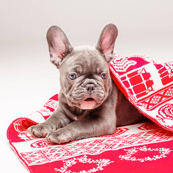 Panel pies święta buldog francuski