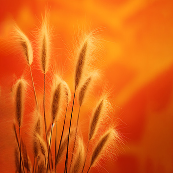 Panel kolorowa trawa pompasowa wr284