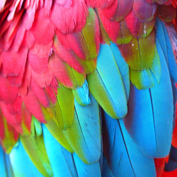 Panel pióra papugi W3