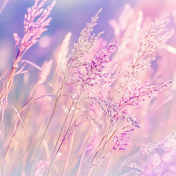 Panel kolorowa trawa pompasowa wr262