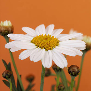 Panel kwiat stokrotki wr64