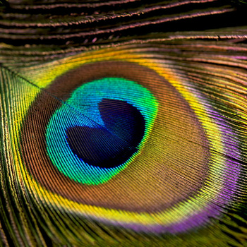 Panel pawie pióro wb30