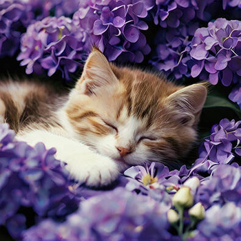 Panel kociak śpiący w kwiatach bzu wk200