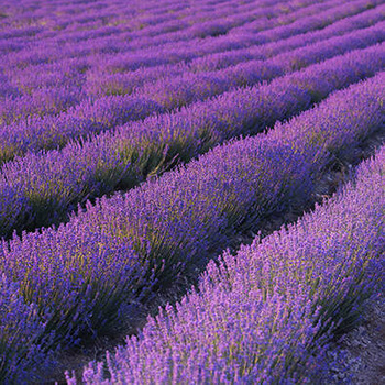 Panel kwiaty pola lawendy wr93