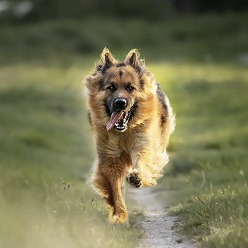 Panel pies Owczarek niemiecki  wd60