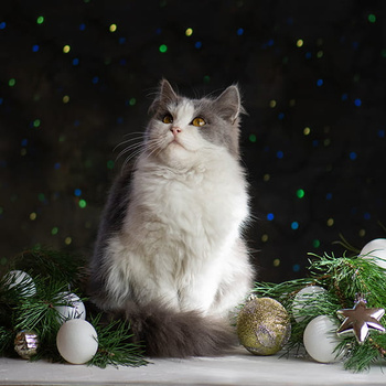 Panel kot święta wx211