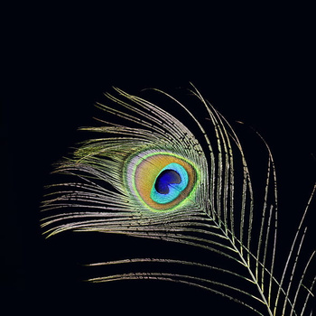 Panel pawie pióro wb27