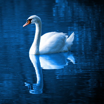 Panel ptak łabędź wb3