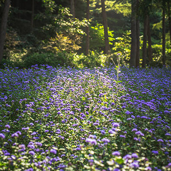 Panel kwiaty polana niezapominajek w lesie wr85