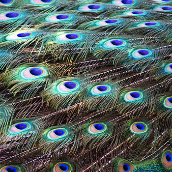 Panel pawie pióra wb26