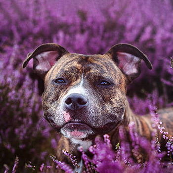 Panel pies Pit bull we wrzosach wd129