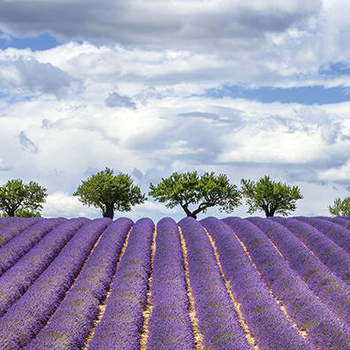 Panel kwiaty pola lawendy wr91