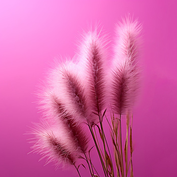 Panel kolorowa trawa pompasowa wr286