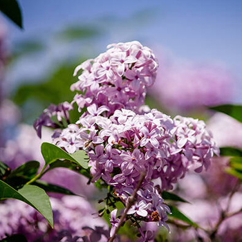 Panel kwiaty bzu wr75