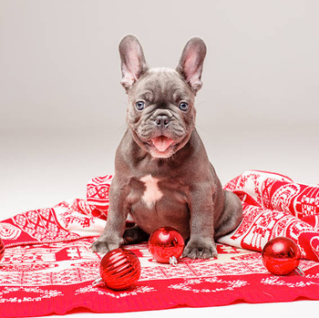 Panel pies święta buldog francuski