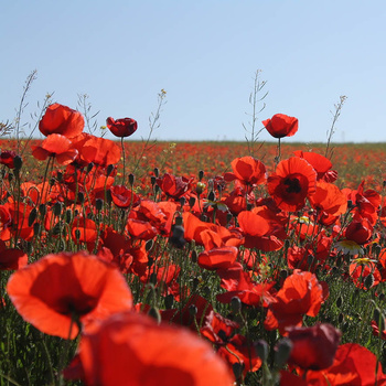 Panel W145 maki kwiaty