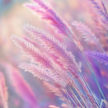 Panel kolorowa trawa pompasowa wr265